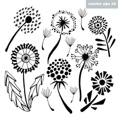 dandelions