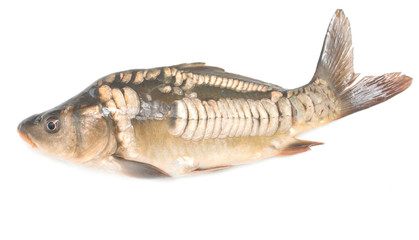 Fish mirror carp on white background