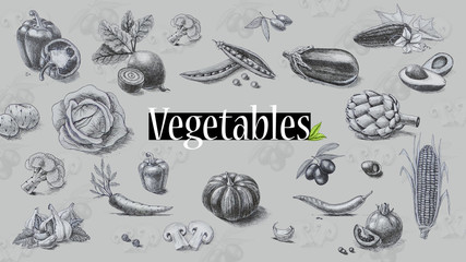 Organic food. Vegetables. Pencil drawing. - 152332323