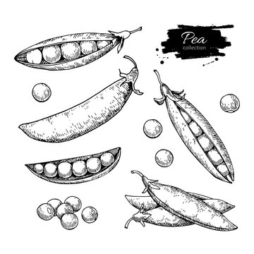 Pea hand drawn vector illustration set. Isolated Vegetable engraved style object. Detailed vegetarian food drawing.