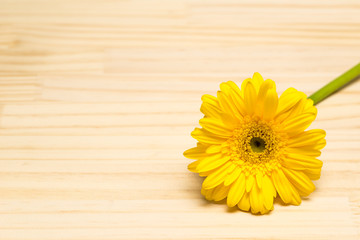 ガーベラ　黄色