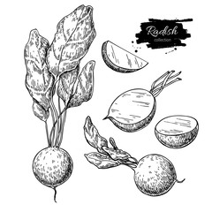 Radish hand drawn vector illustration set. Isolated Vegetable engraved style object with sliced pieces.