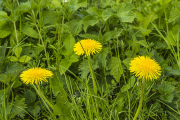 In der Umgebung der Lesum im Frühling in Bremen Marssel