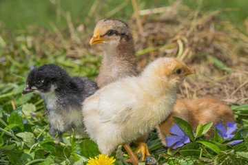 chickens in garden
