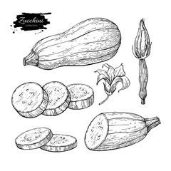 Zucchini hand drawn vector illustration set. Isolated Vegetable 