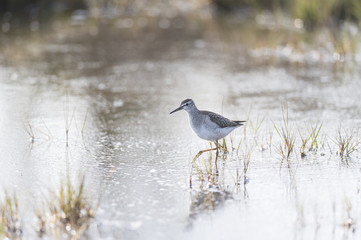 Wood Sandpiper vagrant