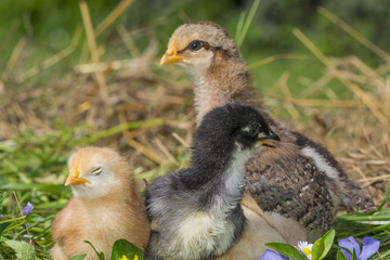 chickens in the garden