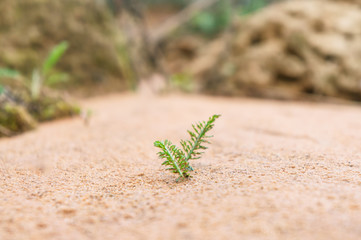 A green sprout on the sand.