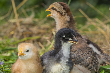 chickens in the garden