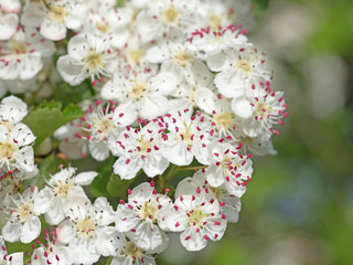 Blühender Weißdorn, Crataegus