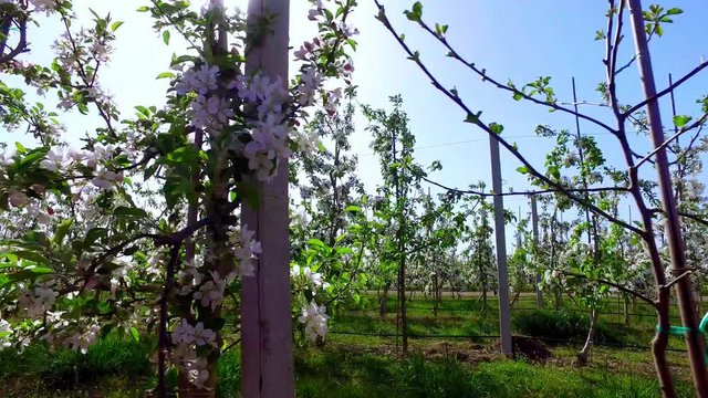 Exclusive apple plantations