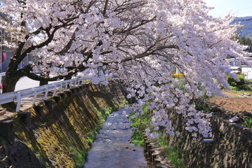 Fototapeta premium Fuji Mountain