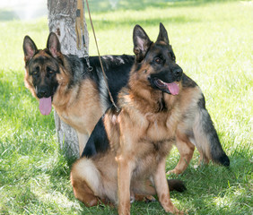 Dog of the sheepdog breed