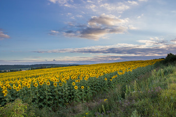 field of sunflowers