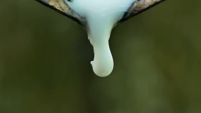 Close-up of the rubber latex drop from a rubber tree