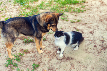 Cat and dog playing outdoor in autumn