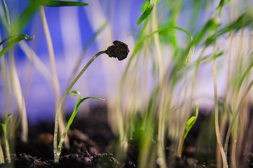 Green germinated sprouts