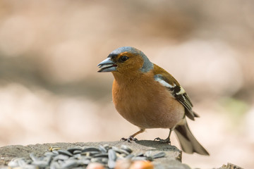 chaffinch on a branch