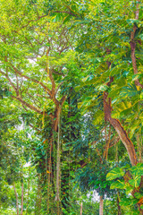 Tropical jubgle background