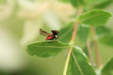 Naklejka premium White egret on the branches of a tall tree...