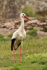 Fototapeta premium Elegant white stork