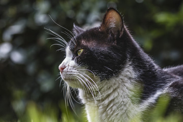 cat on the garden