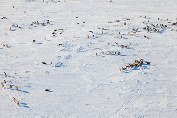 Deer in winter tundra, view from above