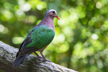 Image of bird (Common Emerald Dove) on nature background.  Animals.