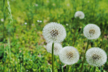 Aerial dandelions