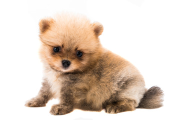 dog on white backgrounds