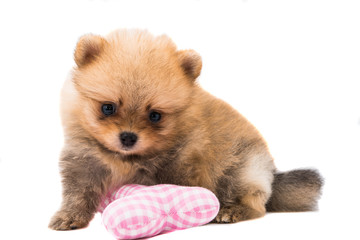 dog on white backgrounds