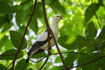 Image of bird (Pied imperial pigeon) on nature background.  Animals.