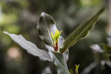 Sprouting tree - daphne