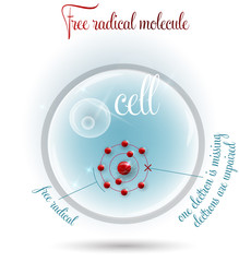 Free radical molecule with one missing electron inside the human cell