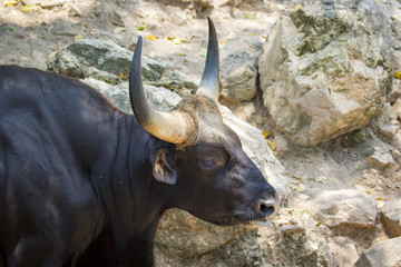 Image of bull male on nature background. wild animals.