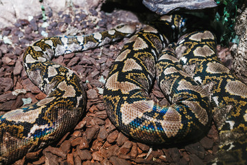 Python in Zoo terrarium