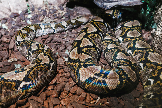 Python in Zoo terrarium