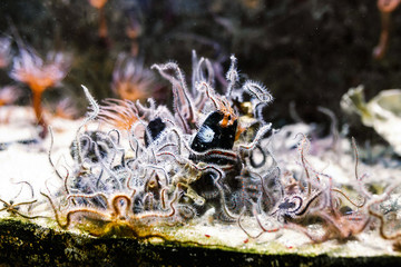 Colorful coral in a marine aquarium