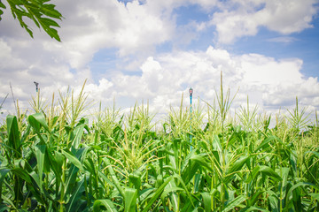 Obraz premium cornfield with beauty blue sky and cloudy