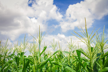 cornfield with beauty blue sky and cloudy
