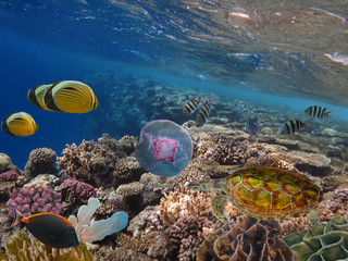 Underwater life landscape © vlad61_61