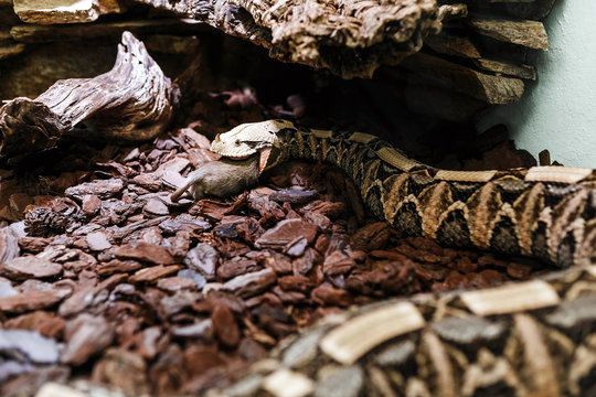 Bitis gabonica or Gaboon Viper in the Zoo eating big rat