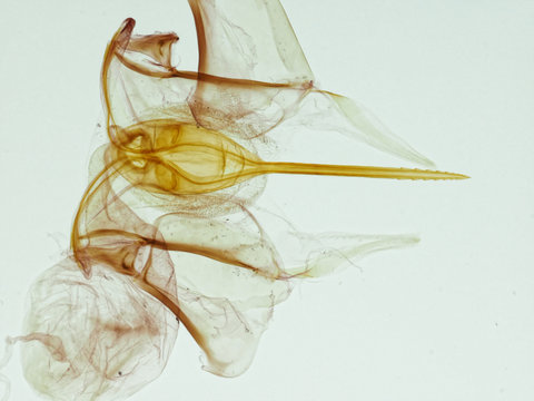 Aiguillon abeille avec glande venin