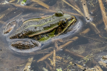 Pelophylax
