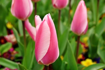 View of pink tulip flower form public garden at Istanbul Turkey