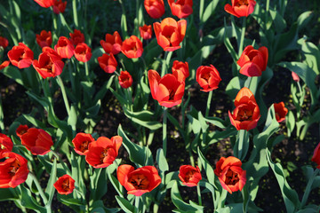 Beautiful background with tulips. Spring. Freshness
