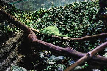 Green chameleon on a tree in zoo
