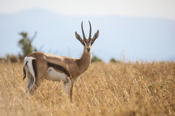Jeune mâle gazelle de Grant