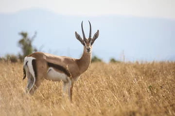 Crédence en verre imprimé Antilope Jeune mâle gazelle de Grant