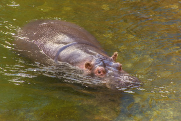 Fototapeta premium Nilpferd